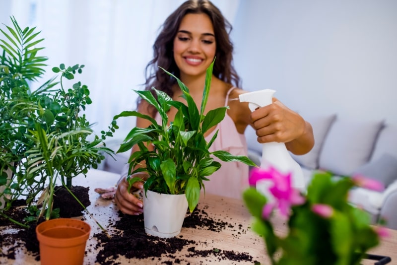 Come creare un ambiente ideale per le tue piante da interno monitora umidità ambientale – Vivaio Evergreen di Fondi