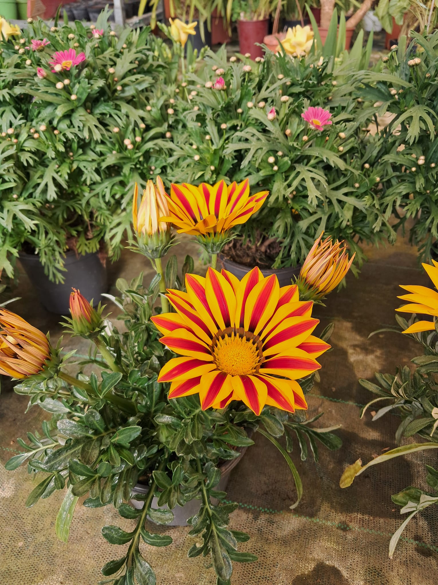 Fiori e piante ornamentali a Fondi – Vivaio Evergreen di Gino Conti