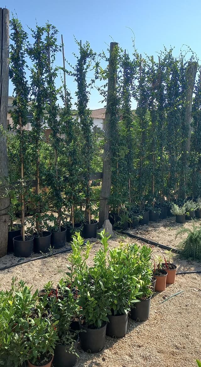 Piante da siepi – Vivaio Evergreen di Gino Conti
