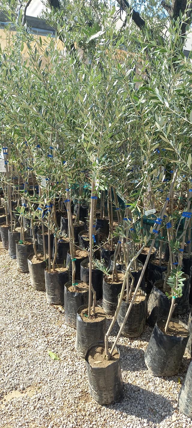 Vendita piante a Fondi – Vivaio Evergreen in provincia di Latina – Vivaista Gino Conti