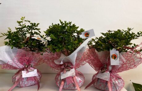 Bomboniere bonsai a Fondi – Vivaio Evergreen di Gino Conti