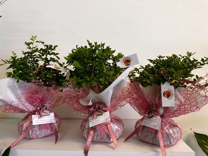 Bomboniere bonsai a Fondi – Vivaio Evergreen di Gino Conti scelta del vaso per il rinvaso