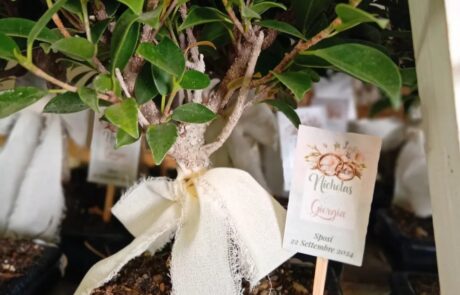 Bomboniere bonsai a Fondi – bonsai di ficus – Vivaio Evergreen di GIno Conti