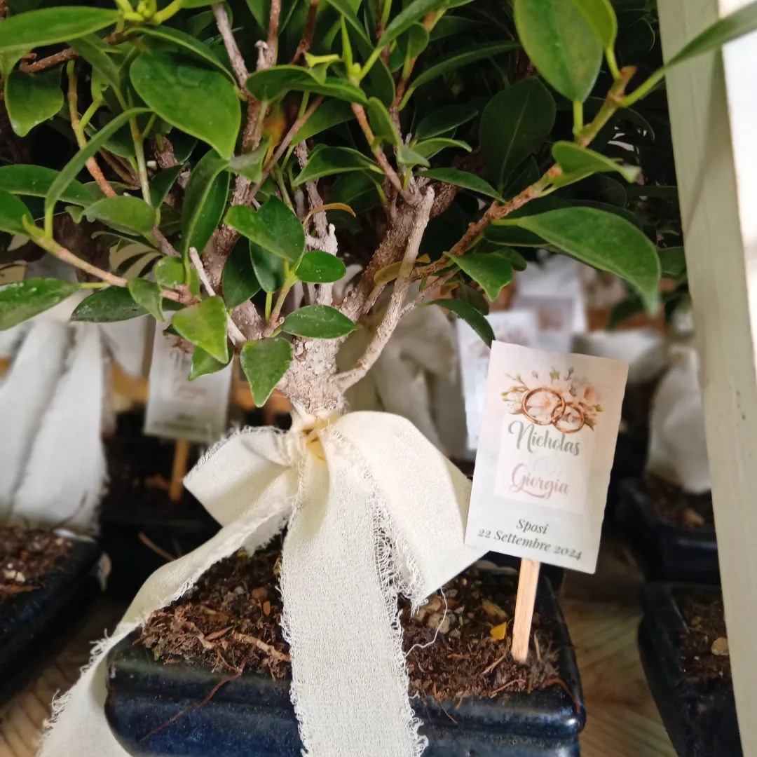 Bomboniere bonsai a Fondi – bonsai di ficus – Vivaio Evergreen di GIno Conti preparazione del terriccio