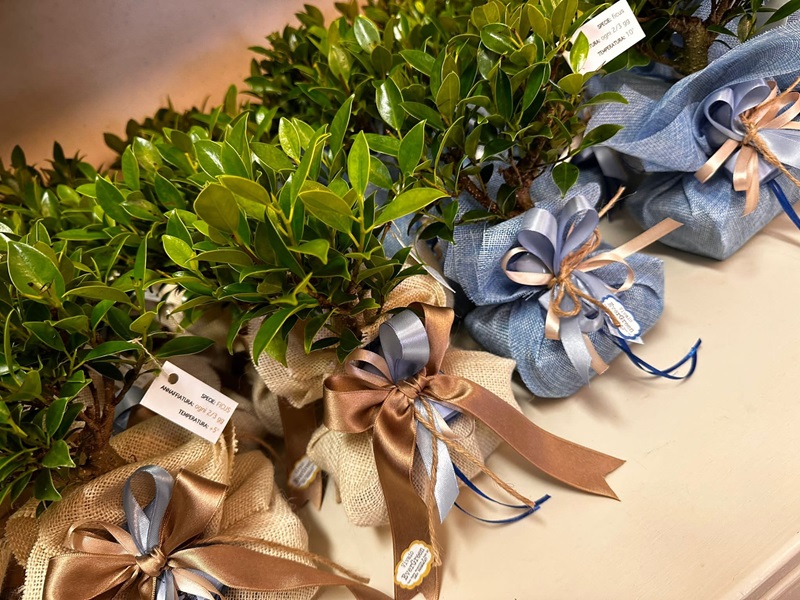 Bomboniere bonsai a Fondi – composizione bomboneire – Vivaio Evergreen di Gino Conti guida al rinvaso