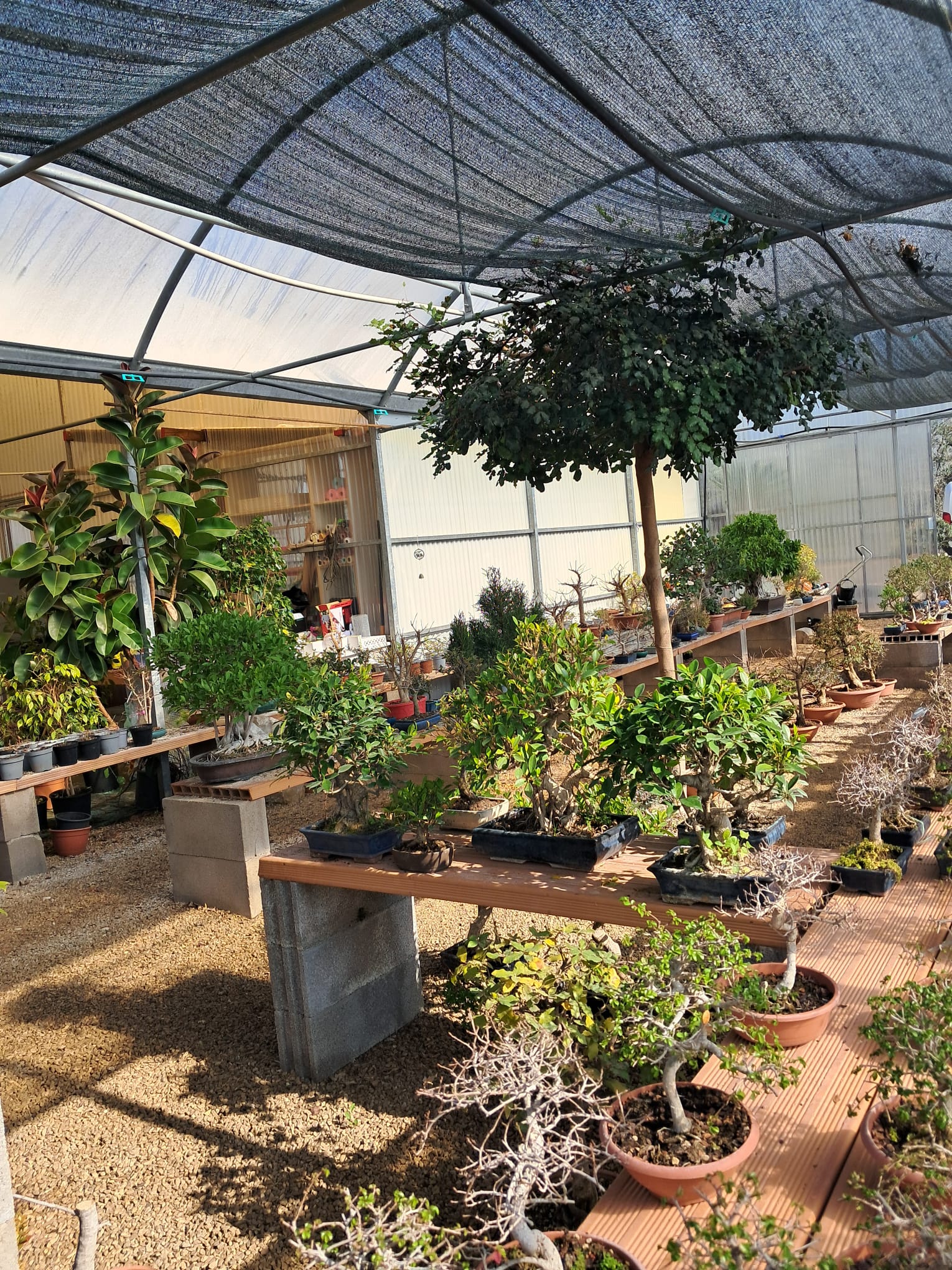 Vendita piante e fiori a Fondi – Vivaio Evergreen di Gino Conti – esposizione bonsai