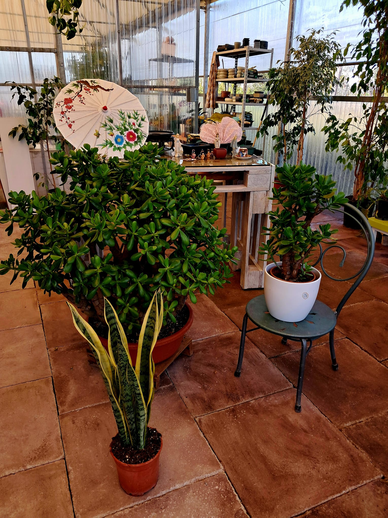 Vendita piante e fiori a Fondi – Vivaio Evergreen di Gino Conti – piante da interno