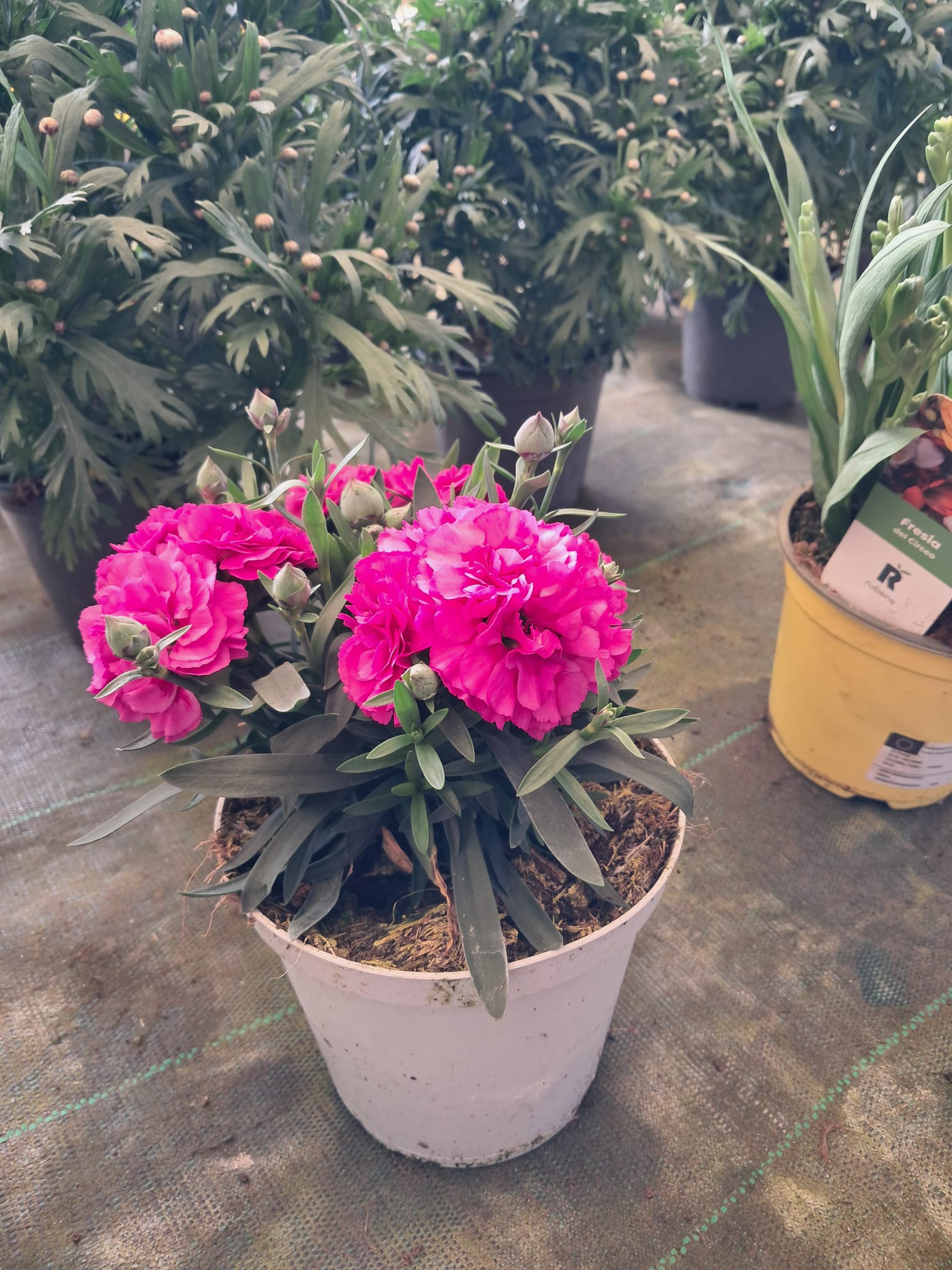 Vendita piante e fiori a Fondi – Vivaio Evergreen di Gino Conti