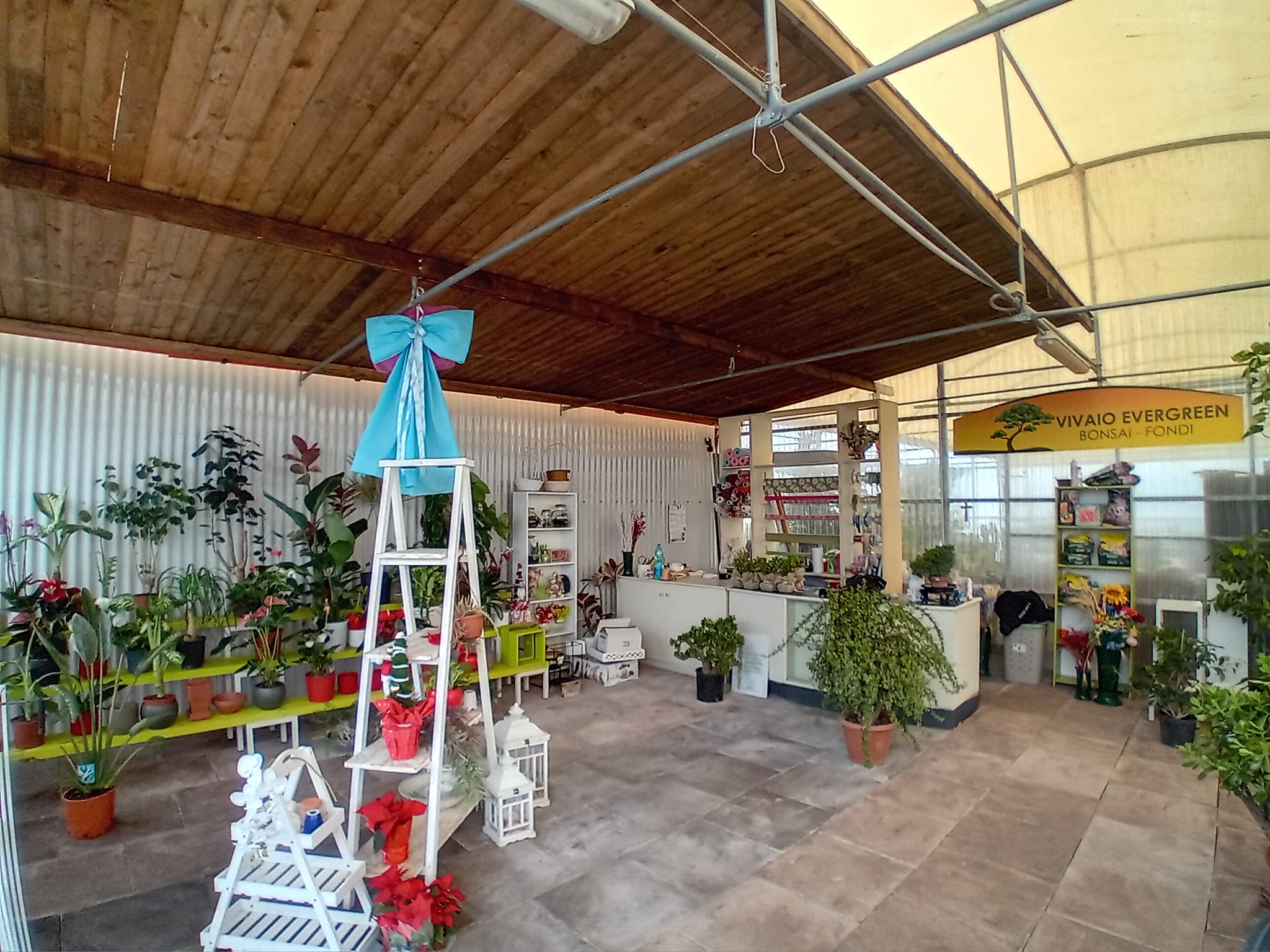 Showroom del vivaio Evergreen a Fondi – Gino conti bonsaista scelta del vaso per il rinvaso