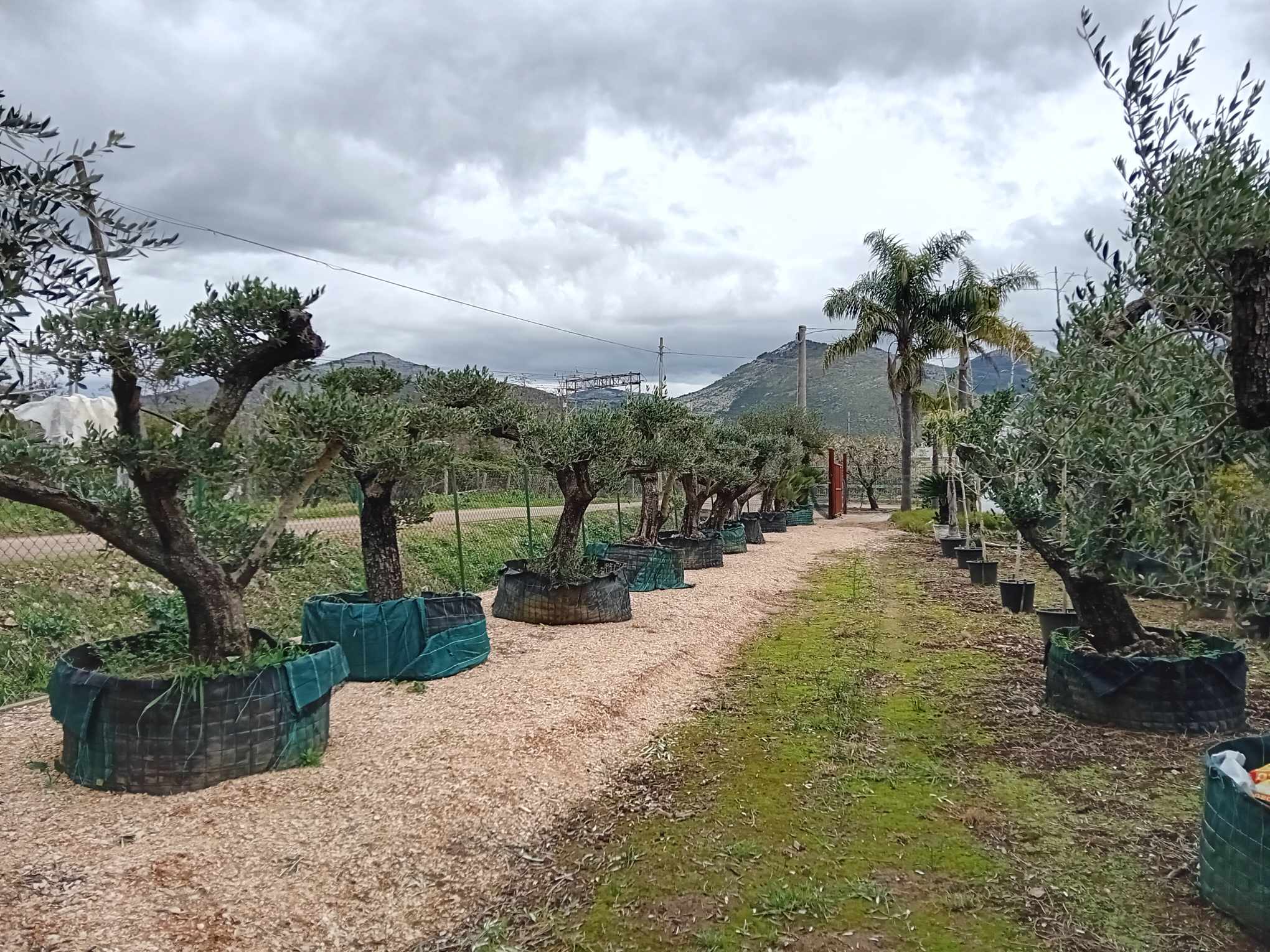 Vivaio Evergreen a Fondi in provincia di Latina – Vivaista Gino Conti scelta del vaso per il rinvaso